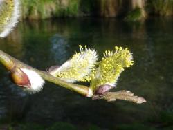 Salix aegyptiaca × S. caprea. Male catkin.
 Image: D. Glenny © Landcare Research 2020 CC BY 4.0